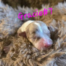 Dawn 7 - Red merle female Aussiedoodle puppy in Redding, California from House Merrills Minis and Doodles