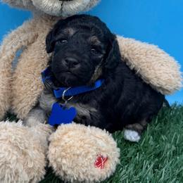 River - Phantom male Goldendoodle puppy in Cape Coral, Florida from Nay Nays Mini Doodles