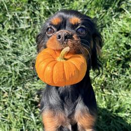 Maggie - Cavalier King Charles Spaniel