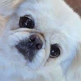 Deja - Pekingese
