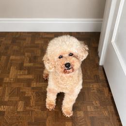 Hazel - Apricot female Poodle puppy in Quakertown, Pennsylvania from Miniature Poodle Stud and Pups