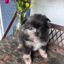 Pixie - Lavender female Pomeranian puppy in Costa Mesa, California from Wheresmil0