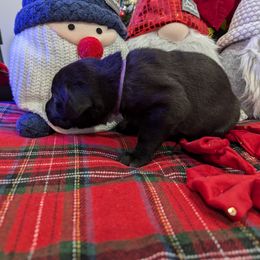 Labrador Retriever Puppies from Starfire Labradors