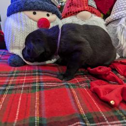 Labrador Retriever Puppies from Starfire Labradors