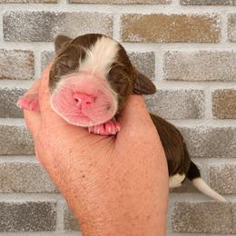 Will - Liver and white male English Springer Spaniel puppy in Fort White, Florida from Thunderbird Springers