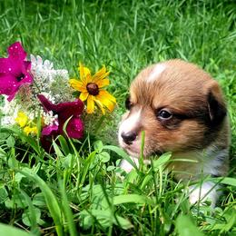 Samuel Adams - Sable male American Corgi puppy in Gouverneur, New York from St. Lawrence Corgis