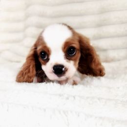 Thunder - Blenheim male Cavalier King Charles Spaniel puppy in Wilburton, Oklahoma from My Kids Kennel