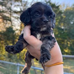 Boy 5 - Lime - Black white and tan male Cocker Spaniel puppy in Ellenboro, North Carolina from Chantels Spaniels