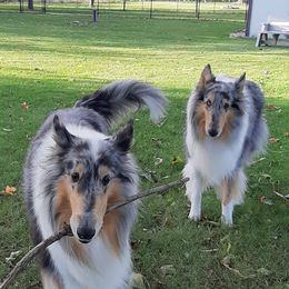 Collies from Dzcoonz