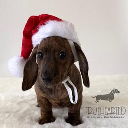 Nicole - Brindle female Dachshund puppy in Royse City, Texas from Truehearted Miniature Dachshunds