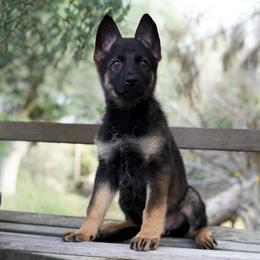 Suri - Sable female German Shepherd puppy in Coarsegold, California from Yosemite Shepherds