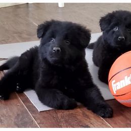 German Shepherd Puppies from Lux GSD