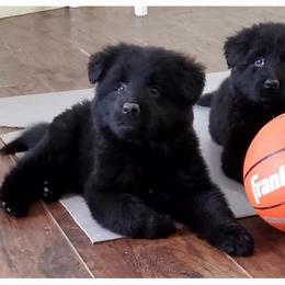 German Shepherd Puppies from Lux GSD