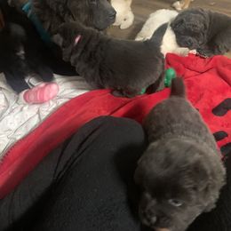Chow Chow Puppies from Darling Chows