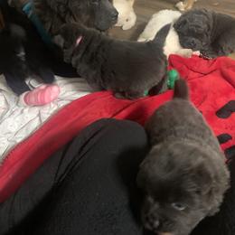 Chow Chow Puppies from Darling Chows