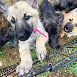 Pink - Yellow female Dutch Shepherd puppy in Wheatland, Wyoming from Mill Iron Dutch Shepherds