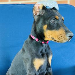 Gucci - Black and rust female Doberman Pinscher puppy in Winchester, Ohio from 32 Farms