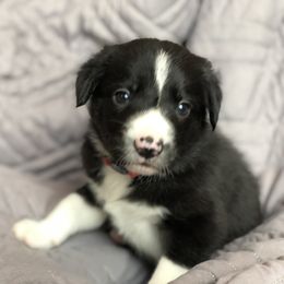 Border Collie Puppies from Poteet Pups