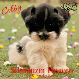 Colby AKC (red collar) - Parti male Miniature Schnauzer puppy in Pelzer, South Carolina from Schnauzer Heaven Von Longbach