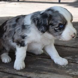 Blue Merle one, lots of white, Blue eyes - Blue merle female Aussiedoodle puppy in Parma, Idaho from Arena Valley Acres