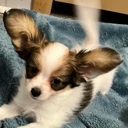 Buck - White black and tan male Papillon puppy in Central Florida, Florida from Sunshine Papillons