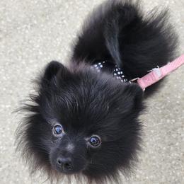 Pomeranians from Frizella's Mommy 2 Pom Poms