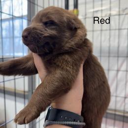 Red HC - Liver male German Shepherd puppy in Terra Alta, West Virginia from Shepherd Country Farm and Kennels