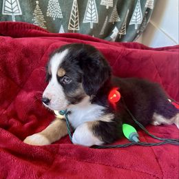 Lainey AKA Beauty - Black tri-color female Australian Shepherd puppy in Scottsdale, Arizona from B & T's Aussies & Aussie Doodle's