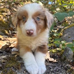 Ember - Red merle female Australian Shepherd puppy in Grants Pass, Oregon from Carmel Mountain Aussies