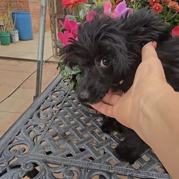 Camilla Long Star Angel - Black female Chinese Crested puppy in Amarillo, Texas from Victoria's Chinese Cresteds Long Star Angels