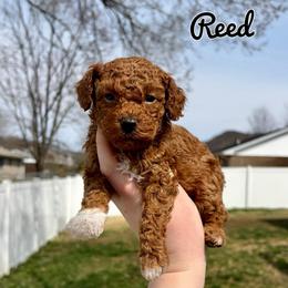Reed - Red  male Poodle puppy in Morehead, Kentucky from Paw Perfect Pets