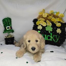 Chrissy - Cream female Goldendoodle puppy in Georgetown, Tennessee from Georgetown Designer & Purebred Puppies