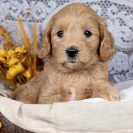 Coal - Red  male Goldendoodle puppy in Boise, Idaho from Goldendoodle Baby