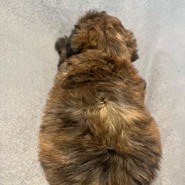 Chelsea 2500 - Sable female Yorkipoo puppy in Gastonia, North Carolina from Dynasty Kennel