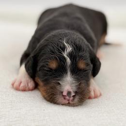 Wendy - Tri-color female Bernedoodle puppy in Bellville, Ohio from Bernedoodle Buddies