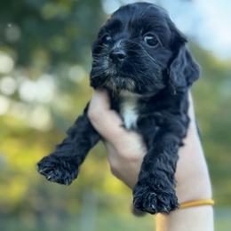 Girl 3 - Hot Pink - Black and white female Cocker Spaniel puppy in Ellenboro, North Carolina from Chantels Spaniels