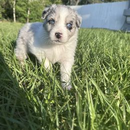 Australian Shepherd Puppies from Ace of Spades Australian Shepherds