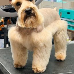 Mateo - Miniature Schnauzer