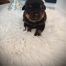 Jaga - Black and mahogany female Rottweiler puppy in Denver, Colorado from DR