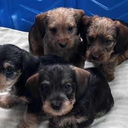 Dachshunds from RVA Wirehaired Weenies