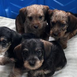 Dachshunds from RVA Wirehaired Weenies