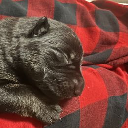 Boy 2 - German Shepherd puppy in Littleton, Colorado from Brisingamen Shepherds