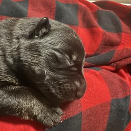 Boy 2 - German Shepherd puppy in Littleton, Colorado from Brisingamen Shepherds