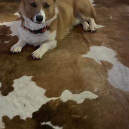 Reggie - Pembroke Welsh Corgi