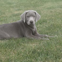 Dilute Retriever Puppies from Royalty Retrievers