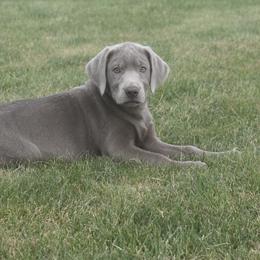Dilute Retriever Puppies from Royalty Retrievers