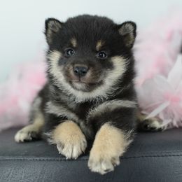 Pembroke Welsh Corgi and Shiba Inu Puppies from Kenny Cave K9s