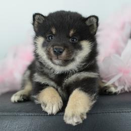 Pembroke Welsh Corgi and Shiba Inu Puppies from Kenny Cave K9s