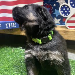 Girl 3 - Black and tan female German Shepherd puppy in Joshua, Texas from American Viking GSD Ranch
