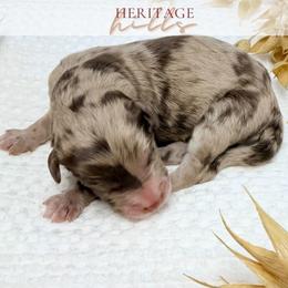Graham - Merle male Goldendoodle puppy in Livermore, Colorado from Heritage Hills Family Doodles